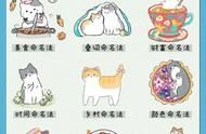 宠物命名的奥秘：12种独特方式大揭秘
