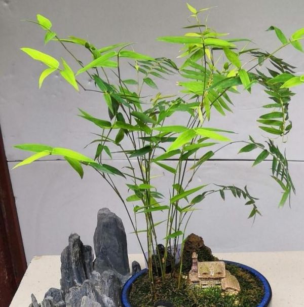 竹子太大不能养，这几种小型竹，人人家里要有一盆！