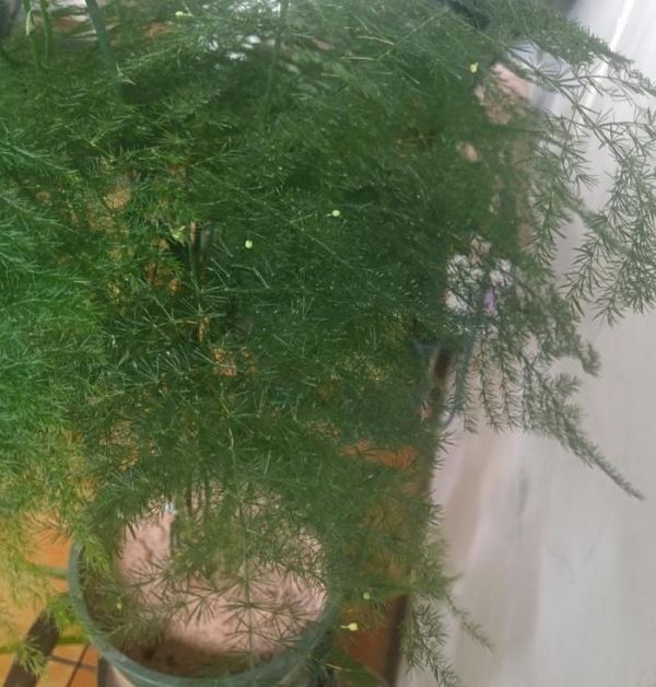 竹子太大不能养，这几种小型竹，人人家里要有一盆！