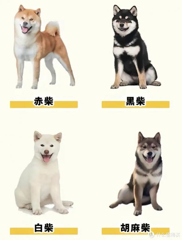 养柴犬前要先了解!别被它可爱的外表欺骗