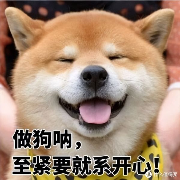 养柴犬前要先了解!别被它可爱的外表欺骗