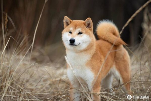 养柴犬前要先了解!别被它可爱的外表欺骗