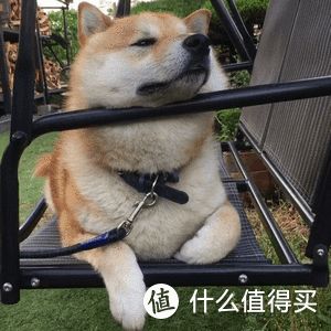 养柴犬前要先了解!别被它可爱的外表欺骗