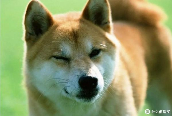 养柴犬前要先了解!别被它可爱的外表欺骗