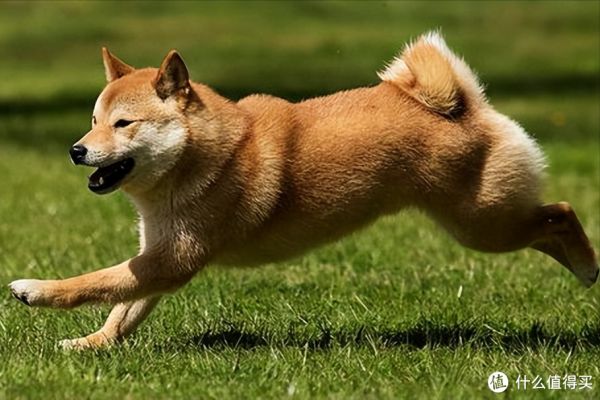 养柴犬前要先了解!别被它可爱的外表欺骗
