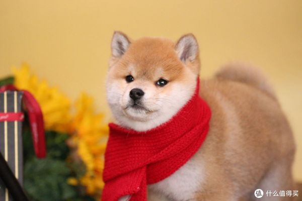 养柴犬前要先了解!别被它可爱的外表欺骗