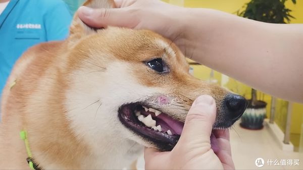 养柴犬前要先了解!别被它可爱的外表欺骗