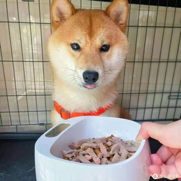 养柴犬前要先了解!别被它可爱的外表欺骗