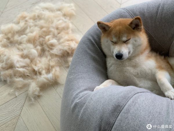 养柴犬前要先了解!别被它可爱的外表欺骗