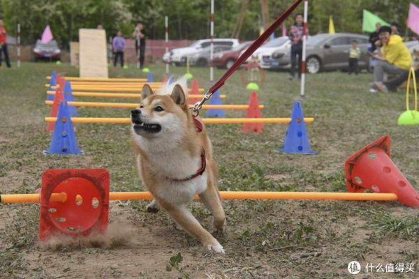 养柴犬前要先了解!别被它可爱的外表欺骗
