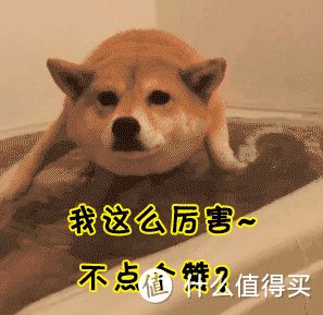 养柴犬前要先了解!别被它可爱的外表欺骗
