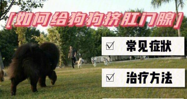 如何正确帮助宠物挤肛门腺（详解挤肛门腺的方法及注意事项）
