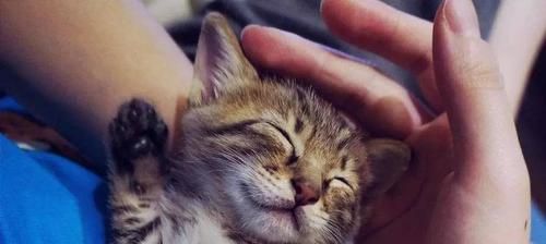 为什么猫咪蹭其他人却不蹭我（探究猫咪蹭人行为背后的原因）