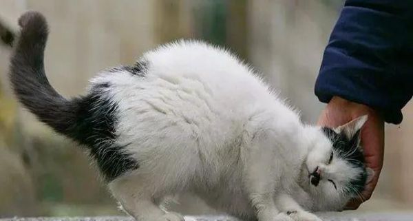 为什么猫咪蹭其他人却不蹭我（探究猫咪蹭人行为背后的原因）