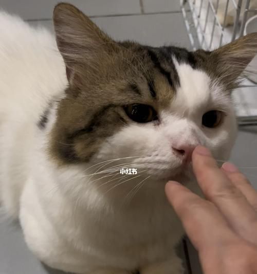 为什么猫咪蹭其他人却不蹭我（探究猫咪蹭人行为背后的原因）