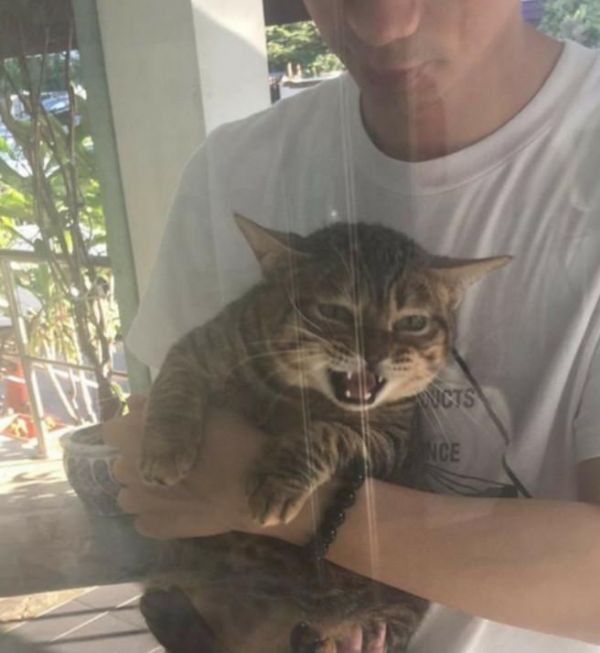 男子带猫咪去宠物医院打针，结果刚到门口，猫咪的脸色秒变