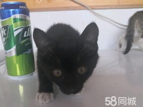 荣成宠物赠送/领养·小奶猫求爱心人士领养