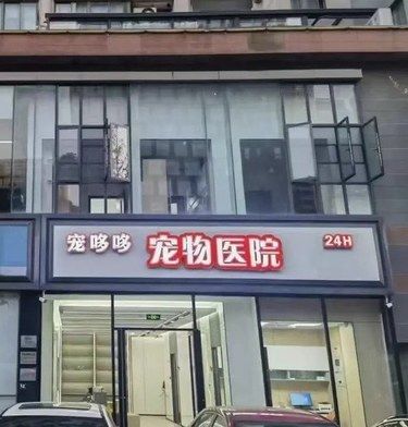 猫咪快乐时光
