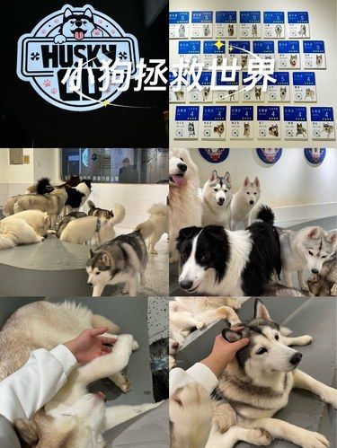小狗拯救世界