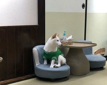 逗柴·爱柴者聚会