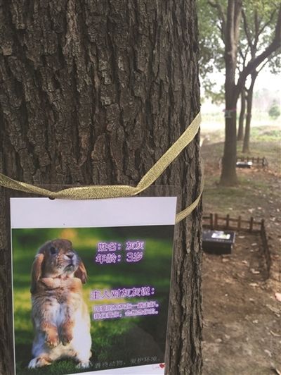 江宁开了家“宠物殡葬公司”
