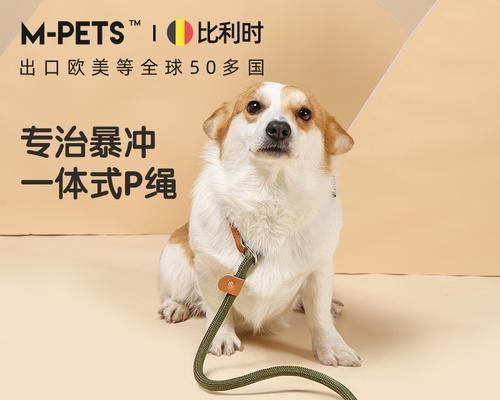 让宠物成为你的小助手，从叼东西开始（让宠物成为你的小助手，从叼东西开始）