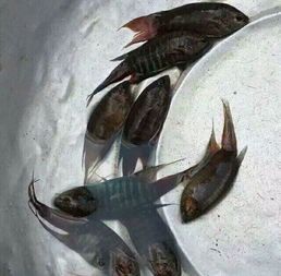 爱龟爱鱼小百科：中国斗鱼-图4
