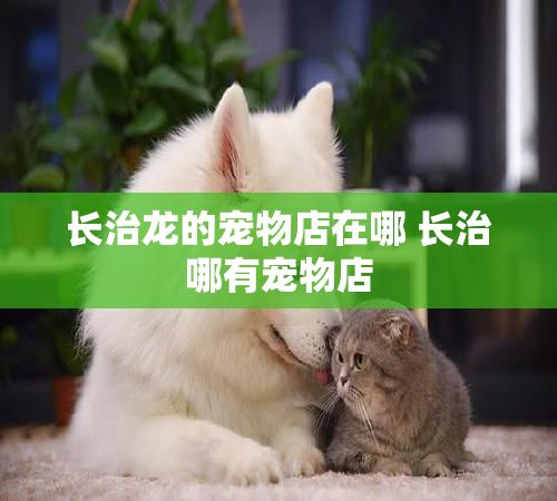 长治龙的宠物店在哪 长治哪有宠物店