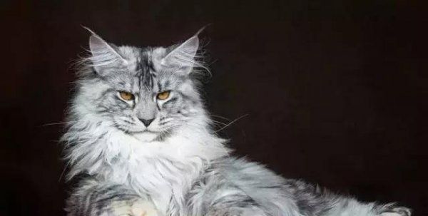 中国十大宠物猫排行榜
