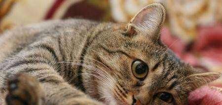 中国十大宠物猫排行榜
