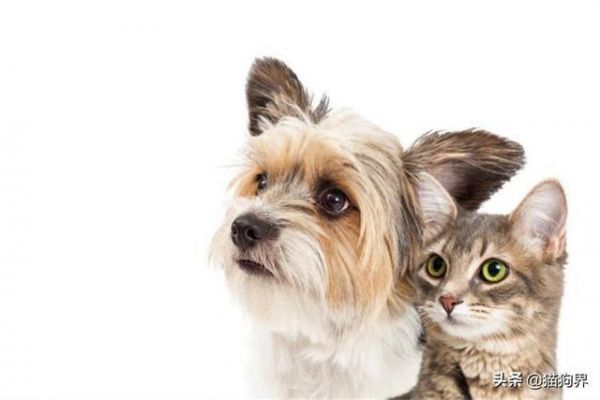 认识梗类犬，原来这些狗狗都属于梗类犬#狗狗大明星#