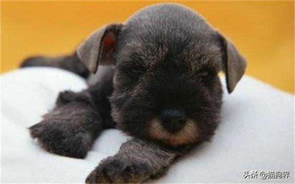 认识梗类犬，原来这些狗狗都属于梗类犬#狗狗大明星#