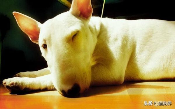 认识梗类犬，原来这些狗狗都属于梗类犬#狗狗大明星#