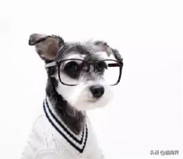 认识梗类犬，原来这些狗狗都属于梗类犬#狗狗大明星#