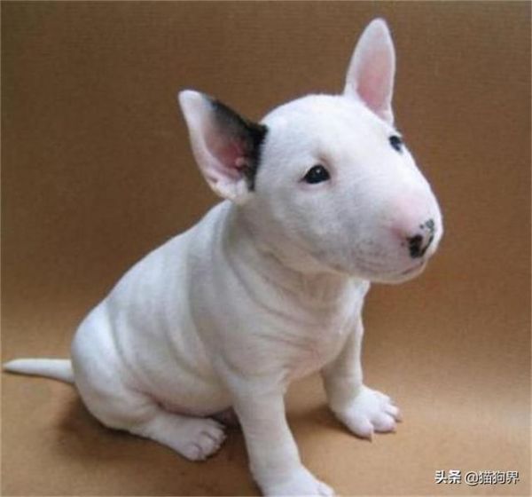 认识梗类犬，原来这些狗狗都属于梗类犬#狗狗大明星#
