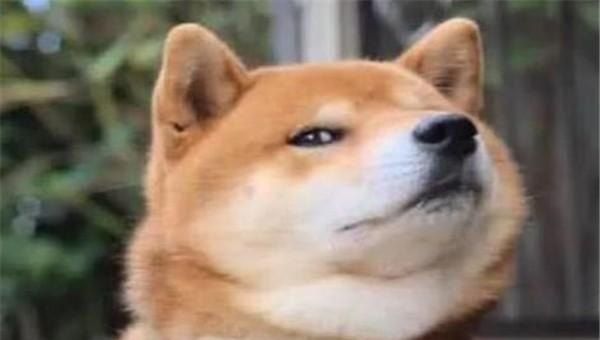 想买宠物狗去哪里买，在哪里买宠物狗
