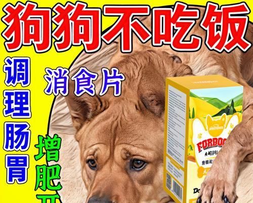 如何增肥瘦狗狗？解决饲养问题的有效方法（探索狗狗增肥的正确步骤和注意事项）