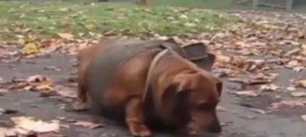 如何增肥瘦狗狗？解决饲养问题的有效方法（探索狗狗增肥的正确步骤和注意事项）