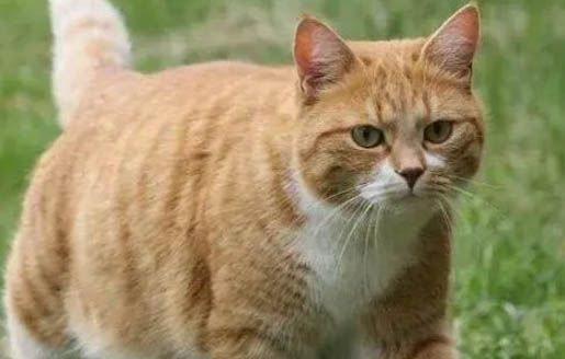 橘猫瘦怎么办