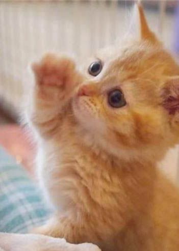 橘猫瘦怎么办