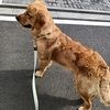 爱狗人士领养