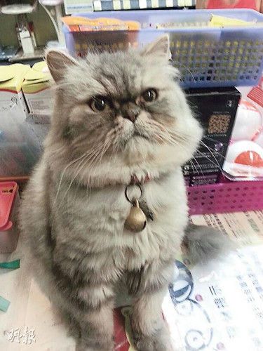 香港宠物店“猫店长”被盗老板称其多病吁归还