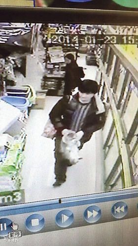 香港宠物店“猫店长”被盗老板称其多病吁归还