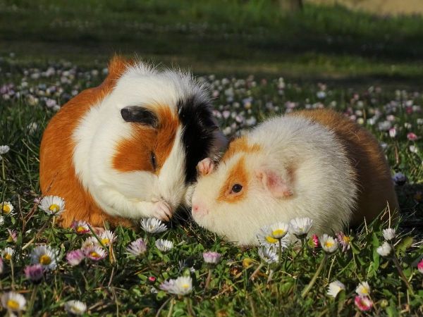 Cómo cortarle las uñas a una cobaya