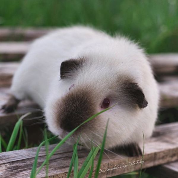 Características cobaya himalayo