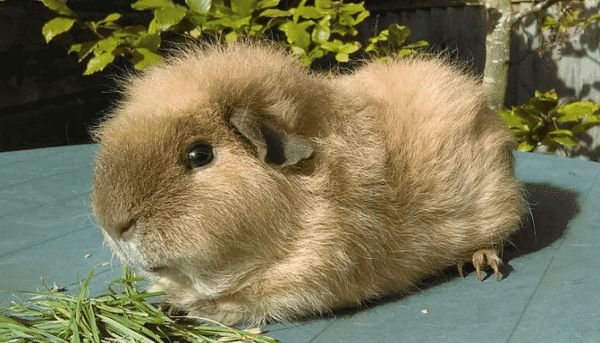 Características de la cobaya Rex