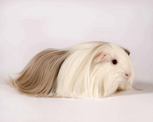 Características de la cobaya Sheltie