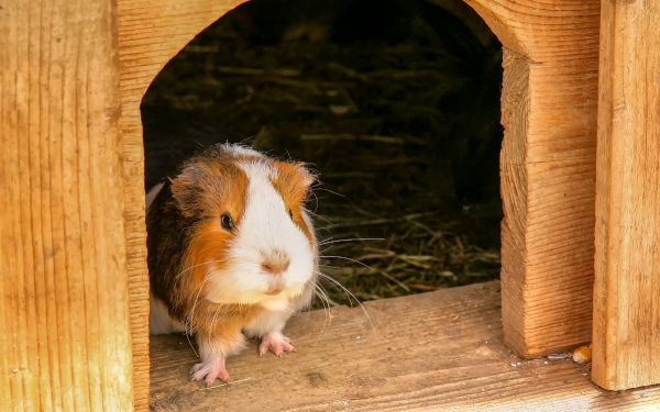 Cómo es la cobaya Teddy
