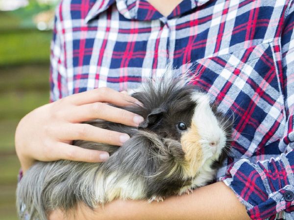 especies de cobaya de pelo largo