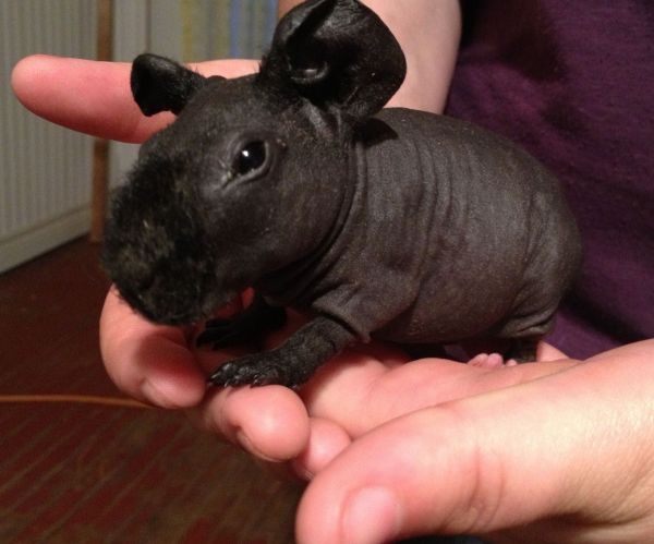 animales sin pelo